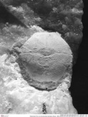 Historisches Foto von Goniodromites bidentatus (Reuss, 1858) (NHMW-AFW-GEO-BACHMAYER-FOTO-1990-0041-1723)